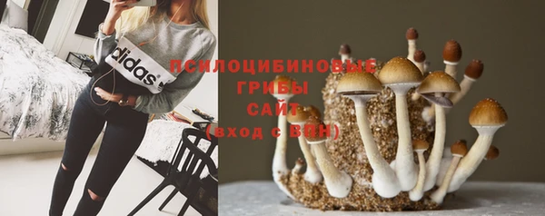 твердый Новозыбков